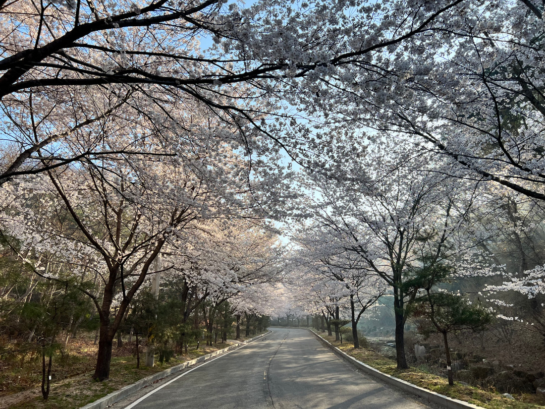 진입도로 벚꽃