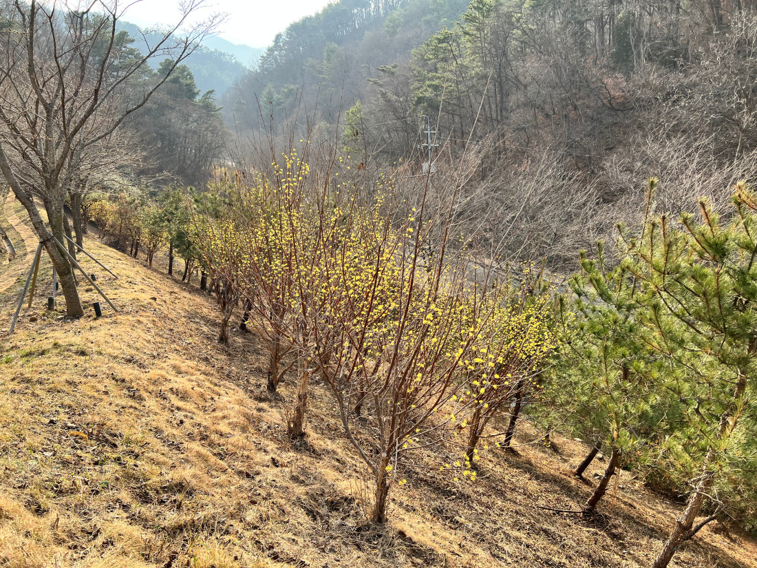 내부산책로 주변 산수유