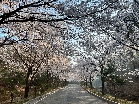 진입도로 벚꽃